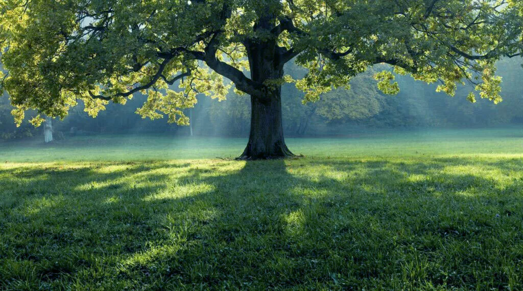 Evermed green policy